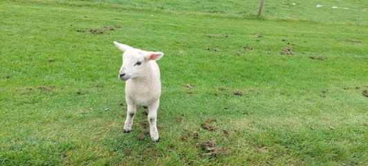 Obraz premium Little white Lamb isolated on the green grass background England farming UK