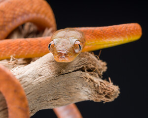 snake on a branch