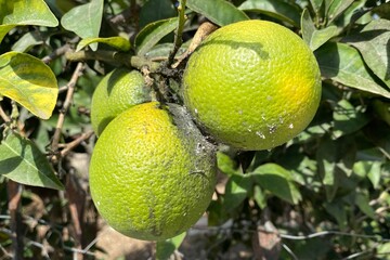 Green oranges. Diseased citrus fruits. Mold on fruits. Oranges on a tree branch in the garden