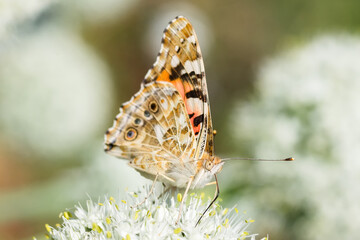 Butterfly on blossom flower in green nature..