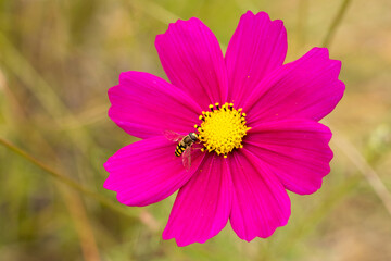 Obraz premium Close up cosmos flower in the garden. Macro flower photography