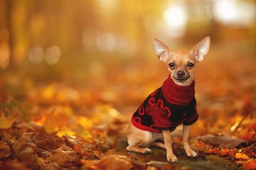 Happy domestic dog walking in autumn park