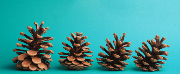 Four pine cones in a row on a turquoise background with space for text