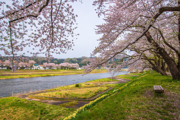 秋田県　角館の桜並木
