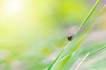 Black and red Ladybug crawling on a blade of green grass. Natural blurred background with Harmonia axyridis or harlequin, multicoloured Asian, Asian ladybeetle, Halloween beetle