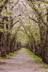 秋田県　角館の桜並木
