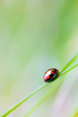 Fototapeta premium Black and red Asian Ladybeetle or Harmonia axyridis on green grass with blurred background. Natural background with Harlequin, Ladybug, Halloween beetle