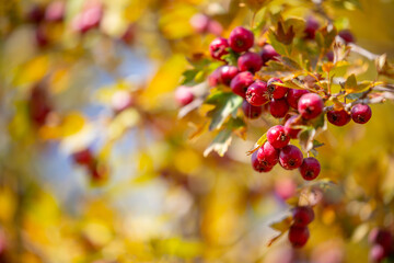 Red fruits of hawthorn on a tree, close-up. Crataegus berries, commonly called forest hawthorn.