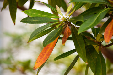 red and yellow leaves