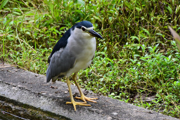 black crowned night heron ardea cinerea