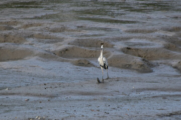 heron ardea cinerea