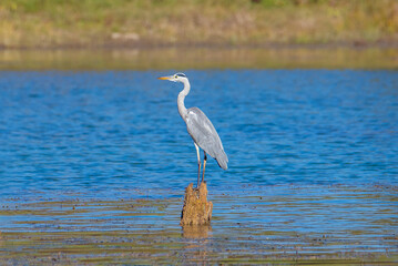 A Gray Heron bird standing on a stump above the water