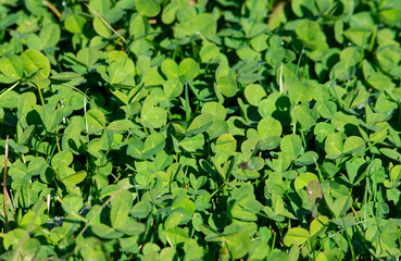 a close-up of many clovers on the ground with selective focus