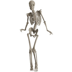 skeleton posing 3d render illustration
