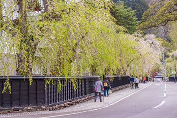 Obraz premium 秋田県 角館武家屋敷 しだれ桜風景 