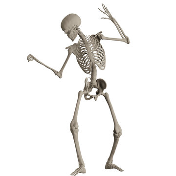 skeleton posing 3d render illustration
