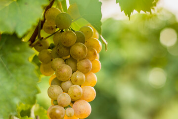 grape plantation before harvest