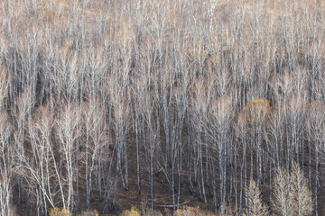 Bare birches without foliage in the autumn forest. Landscape with naked forest. Foliage flew from the trees before winter