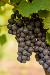 grape plantation before harvest