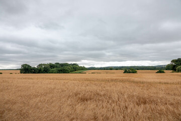 Fototapeta na wymiar field of golden barley with stormy summer sky in the background 