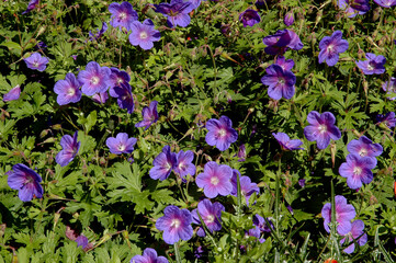 Obraz premium Géranium, Geranium himalayense , Variété Gravetye