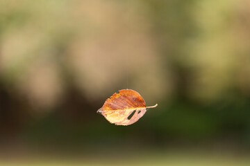 A close-up of the fallen leaves in a paused state turned out to be dangling from a cobweb