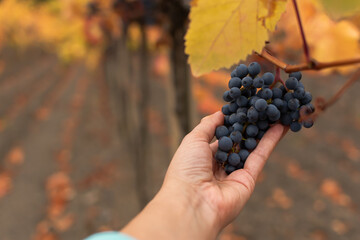 Vineyards autumn ripening. Ripe grapes, the concept of harvesting, winemaking. Colorful autumn background. Leaves in bright sunlight, selective focus. Blue purple grapes bunches in a woman's hand
