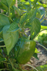 Poivron , Capsicum annuum, Variété Canapé