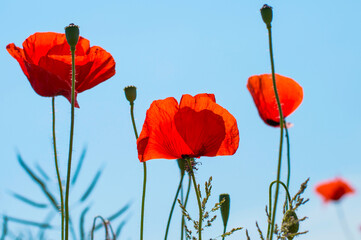 Roter Mohn
