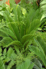 Cycas du Japon, Cycas revoluta