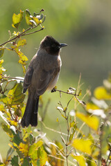 Bulbul tricolore,. Pycnonotus tricolor, Dark capped Bulbul
