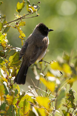 Bulbul tricolore,. Pycnonotus tricolor, Dark capped Bulbul
