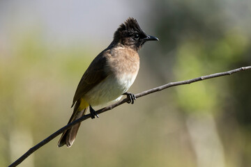 Bulbul tricolore,. Pycnonotus tricolor, Dark capped Bulbul
