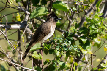 Bulbul tricolore,. Pycnonotus tricolor, Dark capped Bulbul