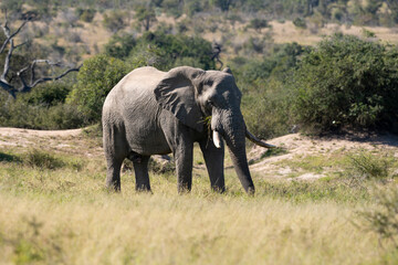 Obraz premium Éléphant d'Afrique, Loxodonta africana, Parc national Kruger, Afrique du Sud