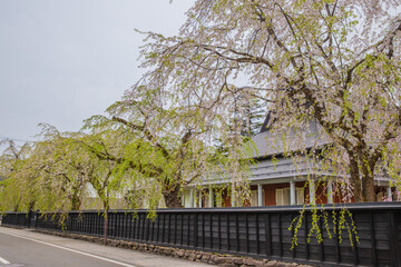 秋田県　角館武家屋敷　しだれ桜風景
