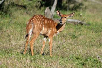 Nyala, femelle,.Tragelaphus angasii, Parc national Kruger, Afrique du Sud