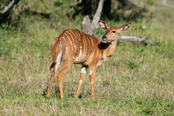 Nyala, femelle,.Tragelaphus angasii, Parc national Kruger, Afrique du Sud