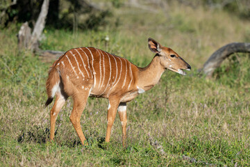 Nyala, femelle,.Tragelaphus angasii, Parc national Kruger, Afrique du Sud