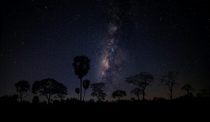 Naklejka na ściany i meble Milky way with stars,silhouette tree in africa.Tree silhouetted against a setting sun.Dark tree on open field dramatic blue night.Typical african night with acacia trees in Masai Mara,Kenya.
