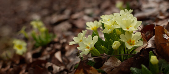 Primrose forest bloomed in the spring. Beautiful pale yellow flower close-up in the forest. Macro of wild forest flowers. Natural green background. The concept of early spring. Horizontal banner