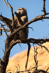 Babouin chacma, Papio ursinus , chacma baboon, Parc national Kruger, Afrique du Sud