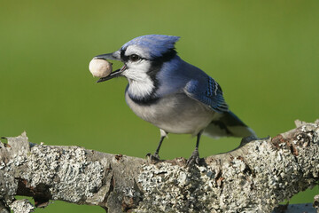 Blue Jay with small mushroom jammed in his beak