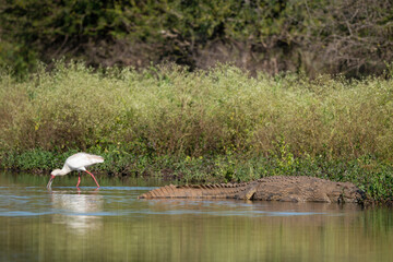 Spatule d'Afrique,. Platalea alba, African Spoonbill, Crocodile du Nil , Crocodylus niloticus, Afrique du Sud