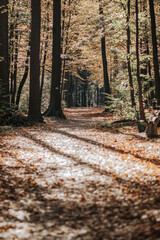 Fototapeta Jesień w lesie obraz