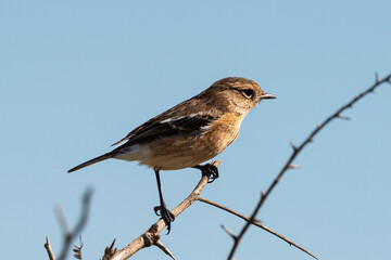 Tarier pâtre, Traquet pâtre, Saxicola rubicola,  European Stonechat, femelle