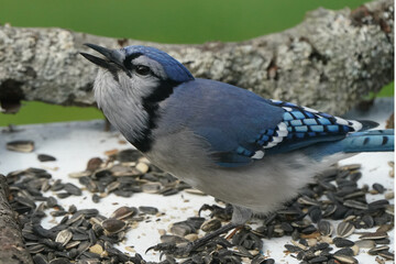 Blue Jay stuffing sunflower seeds in an already filled crop