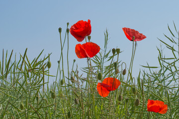 Obraz premium Mohn mit Mohn