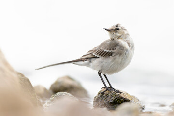 A juvenile white wagtail (Motacilla alba) foraging along a lake in Berlin.