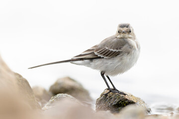 A juvenile white wagtail (Motacilla alba) foraging along a lake in Berlin.